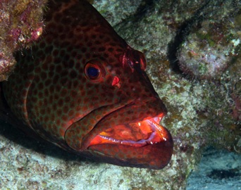 Tiger Grouper